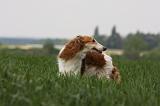 BARZOI 115
